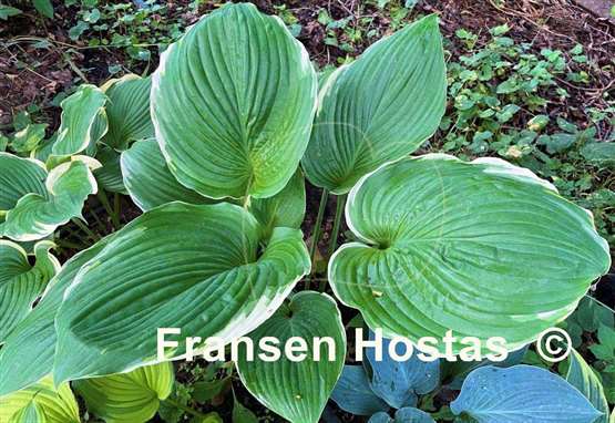 Hosta Icy Halo